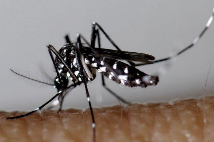 Saint-Barth - Illustration moustique dengue ©DR